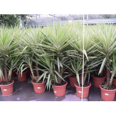 Yucca " jewel " C 15 3 plantes