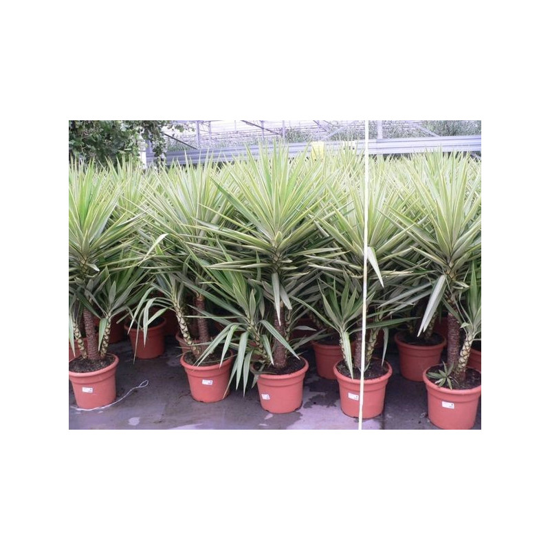 Yucca " jewel " C 15 3 plantes