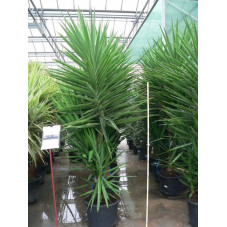 Yucca elephantipes gros sujet