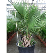 Sabal " palmetto " gros sujet "