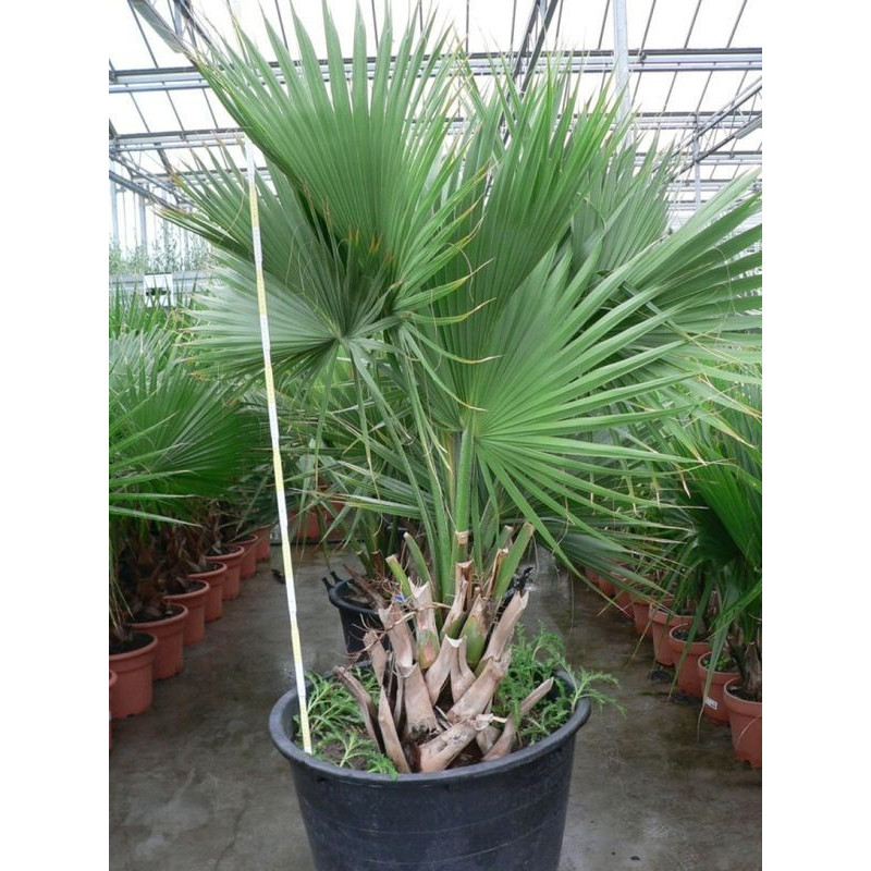 Sabal " palmetto " gros sujet "