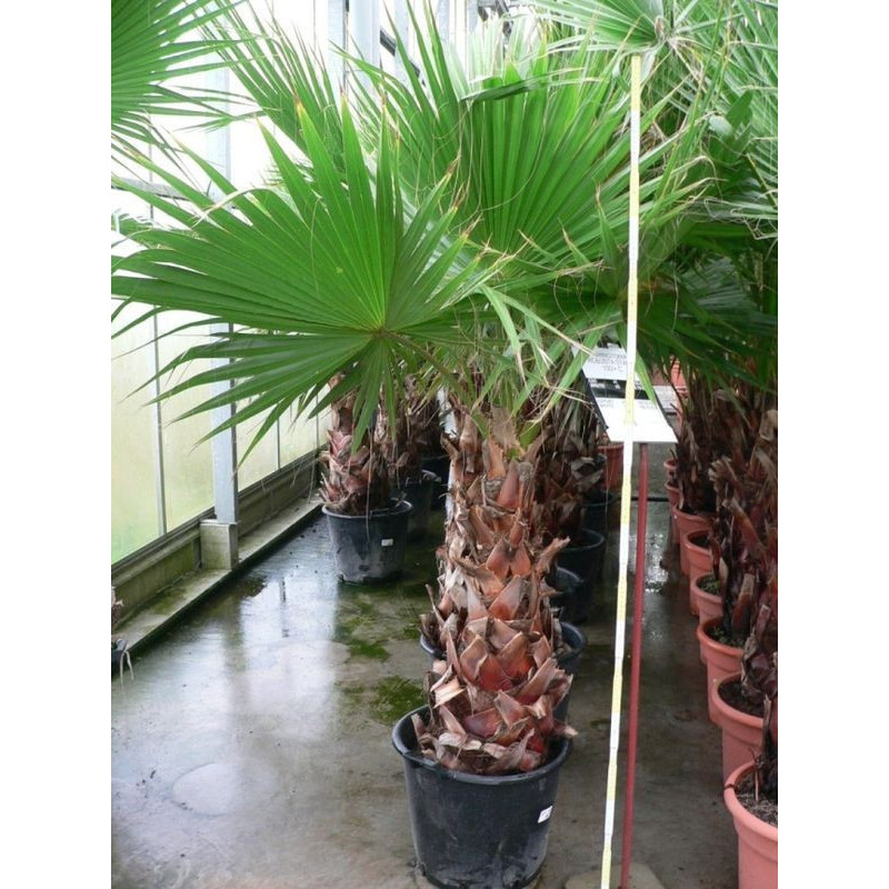 Washingtonia robusta tronc 100cm/+ hauteur totale 255/250 cm - pot de 50 litres Washingtonia robusta tronc 100cm/+ hauteur totale 255/250 cm - pot de 50 litres