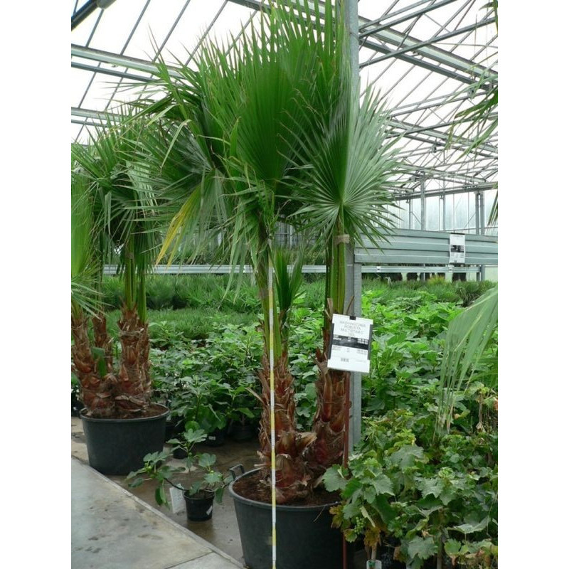 Washingtonia multitronc 160l