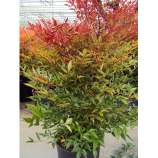 Nandina domestica