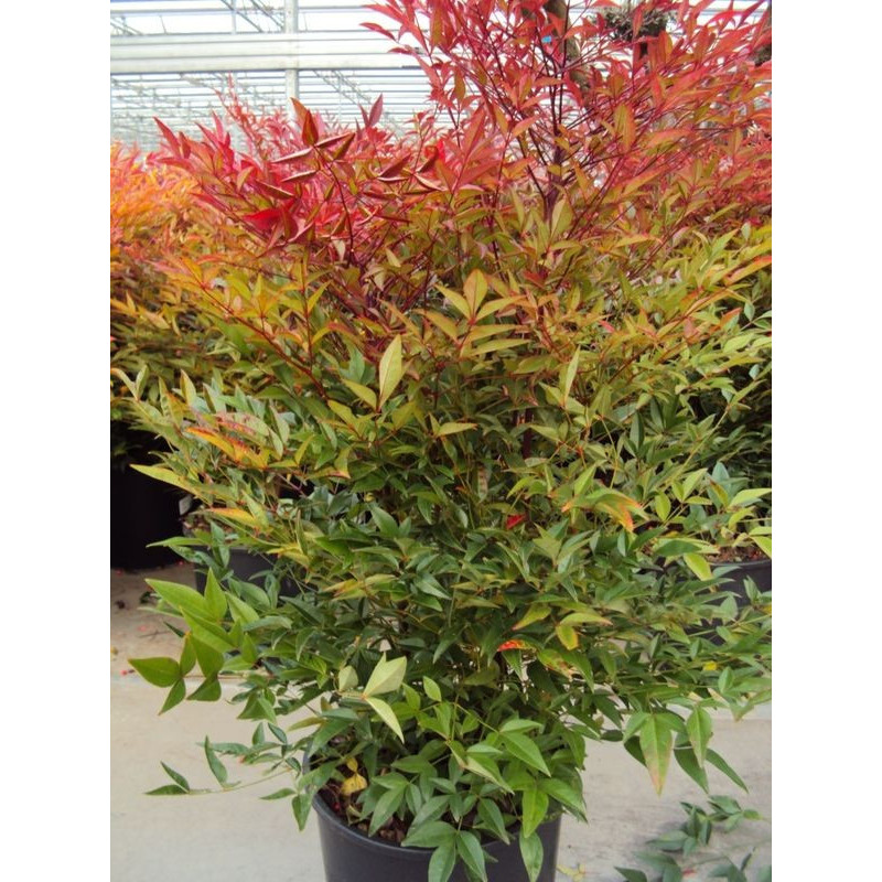 Nandina domestica