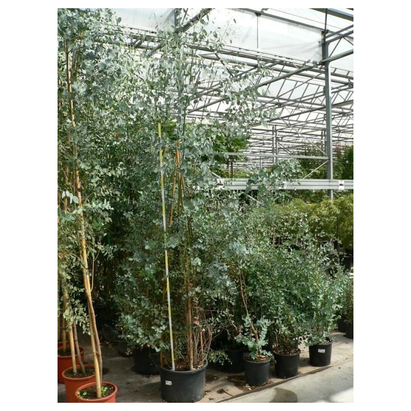 Eucalyptus " gunni " Eucalyptus " gunni "