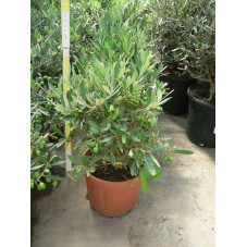 Olea europea buisson