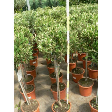 Olea europaea mini tige (olivier)