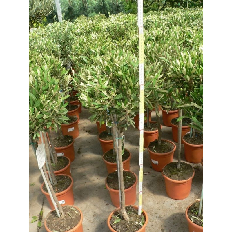 Olea europaea mini tige (olivier)