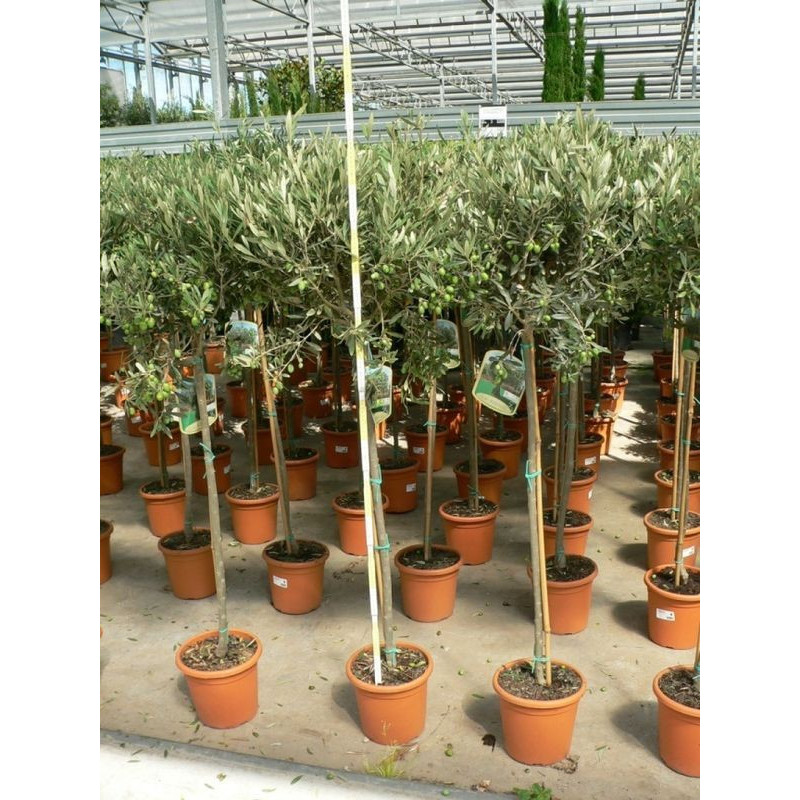 Oléa eurapaea tige (olivier)