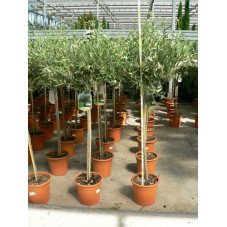 Olea europaea tige  ( olivier)