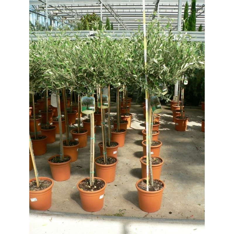 Olea europaea tige  ( olivier)