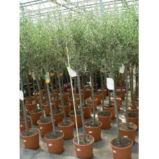 olea europaea  tronc 10/+