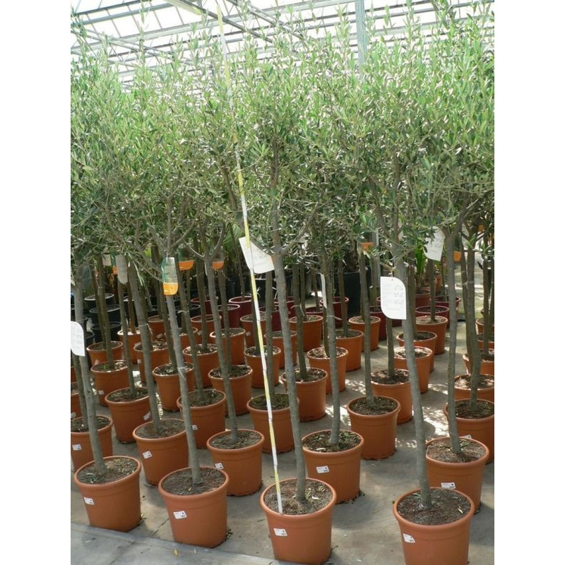 olea europaea  tronc 10/+