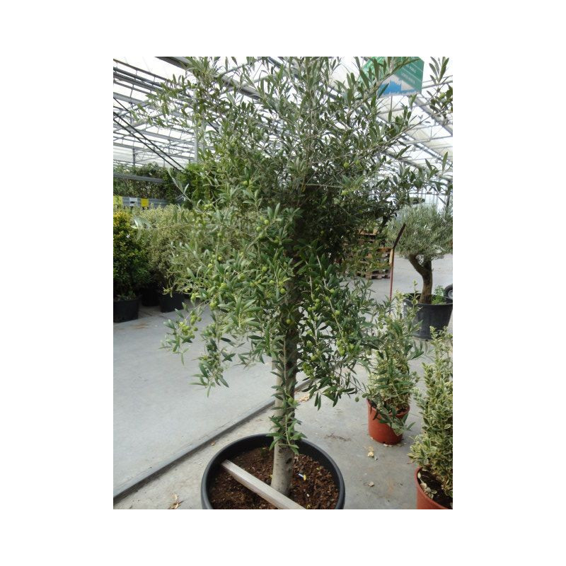Olivier - olea europaea C20/+tronc Olivier - olea europaea C20/+tronc