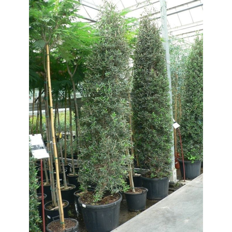 Olivier - olea europaea pyramide 175/+ Olivier - olea europaea pyramide 175/+