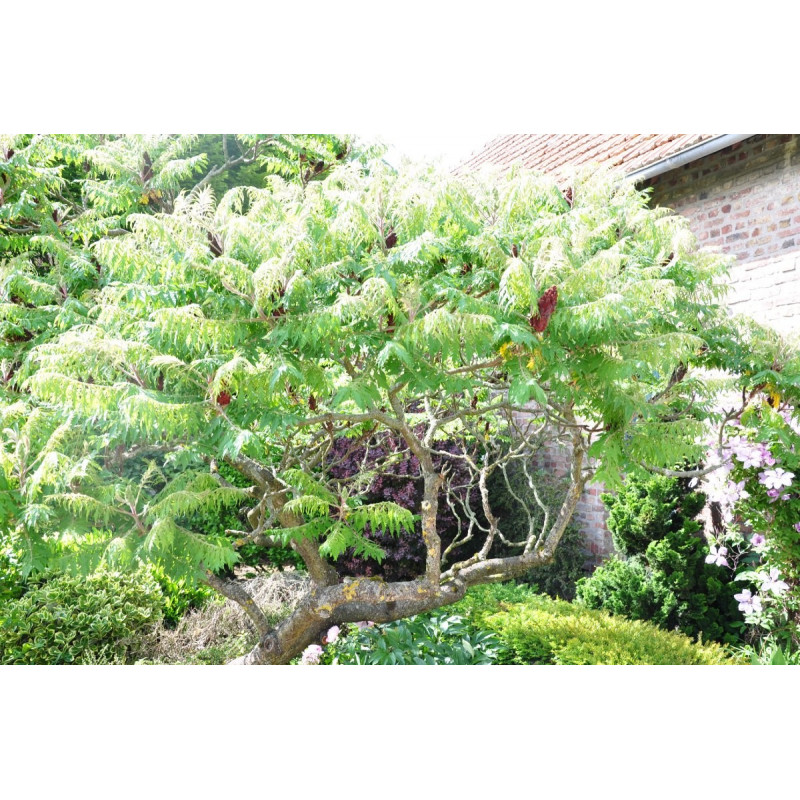Rhus typhina dissecta Rhus typhina dissecta