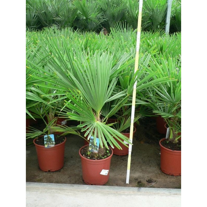 Trachycarpus fortunei - palmier 60/+ Trachycarpus fortunei - palmier 60/+