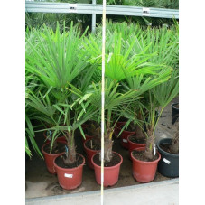 Trachycarpus fortunei - palmier 100cm/+
