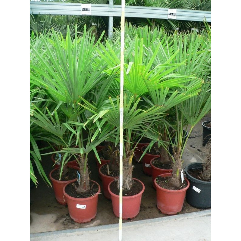 Trachycarpus fortunei - palmier 100cm/+ Trachycarpus fortunei - palmier 100cm/+