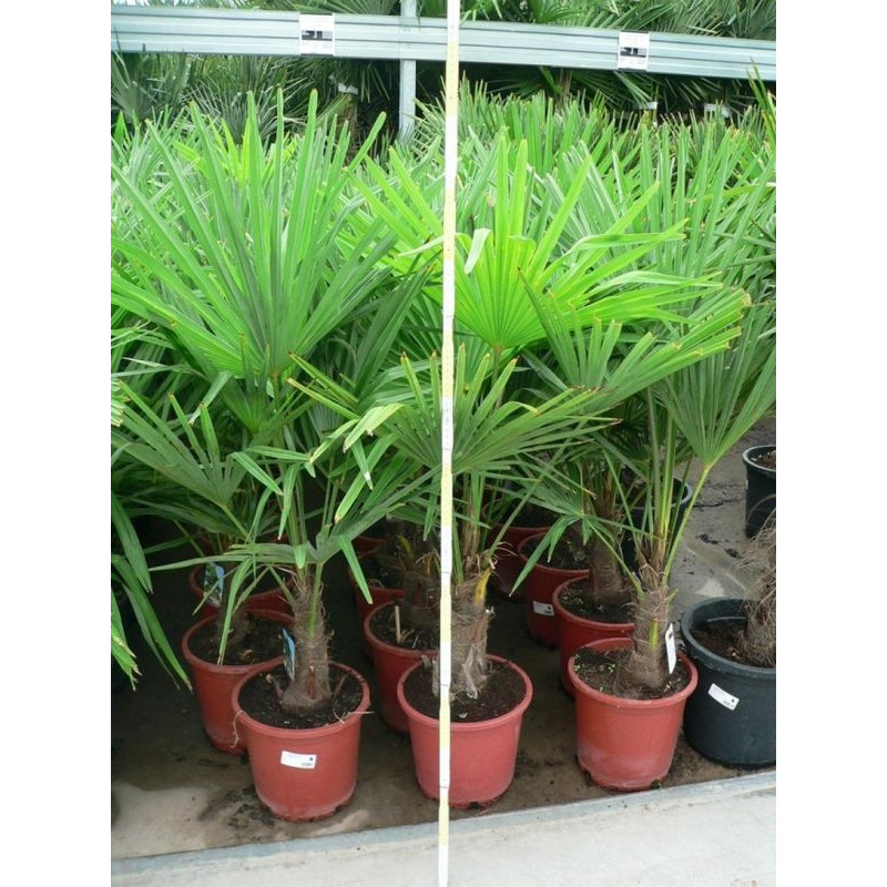 Trachycarpus fortunei - palmier 100cm/+