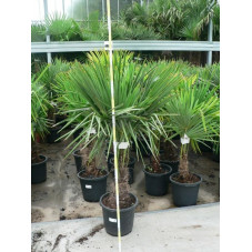 Trachycarpus fortunei - palmier 125/+