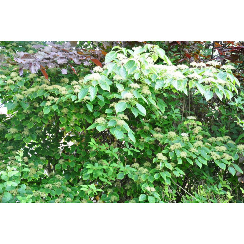 Cornus controversa Cornus controversa