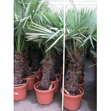 Trachycarpus fortunei - palmier tronc 50/+
