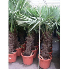 Trachycarpus fortunei - palmier tronc 50/+