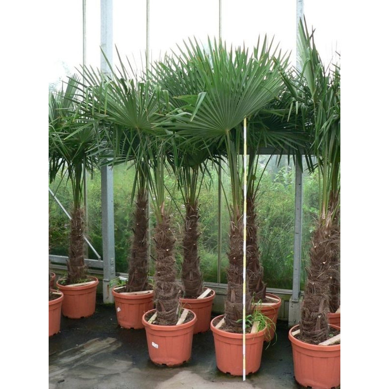 Trachycarpus fortunei - palmier tronc 60/+