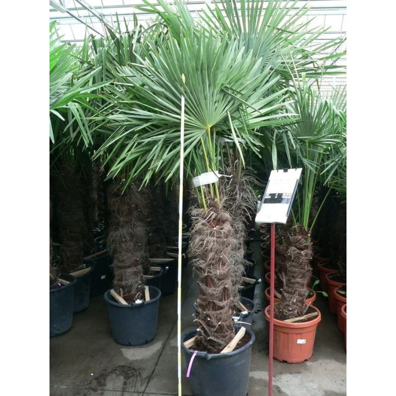 Trachycarpus fortunei - palmier tronc 80/+