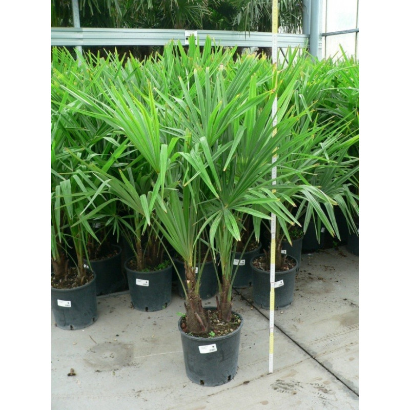 Trachycarpus fortunei - palmier 2 tronc 9l Trachycarpus fortunei - palmier 2 tronc 9l