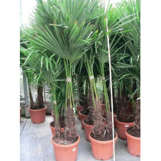 Trachycarpus fortunei - palmier 2 tronc 50l
