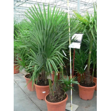 Trachycarpus fortunei - multitroncs 35l