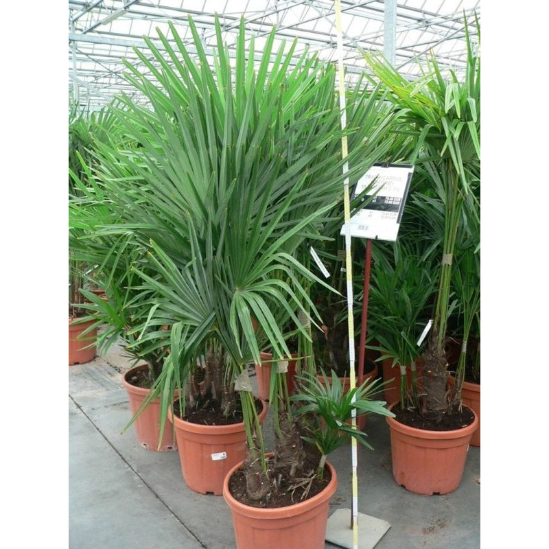 Trachycarpus fortunei - multitroncs 35l