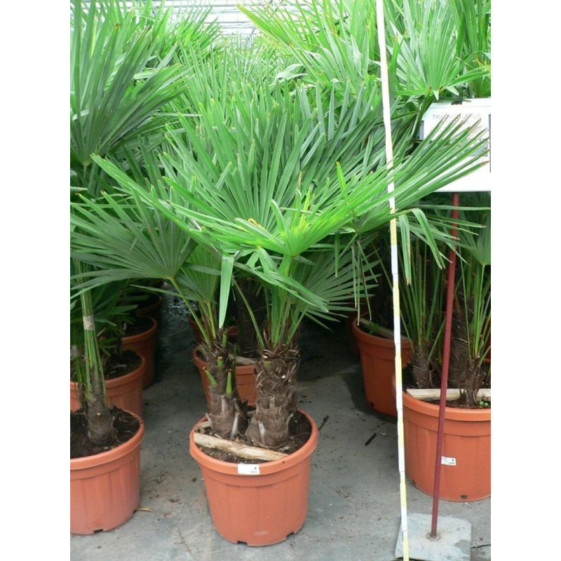 Trachycarpus fortunei - multitroncs 65l