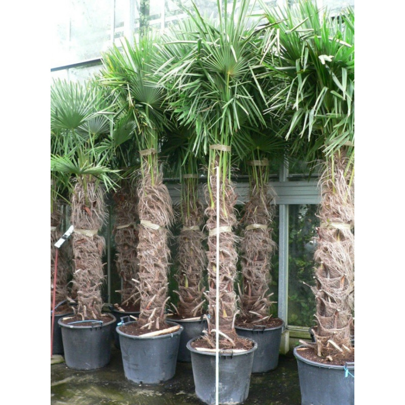 Trachycarpus fortunei - palmier tronc 140/+ Trachycarpus fortunei - palmier tronc 140/+