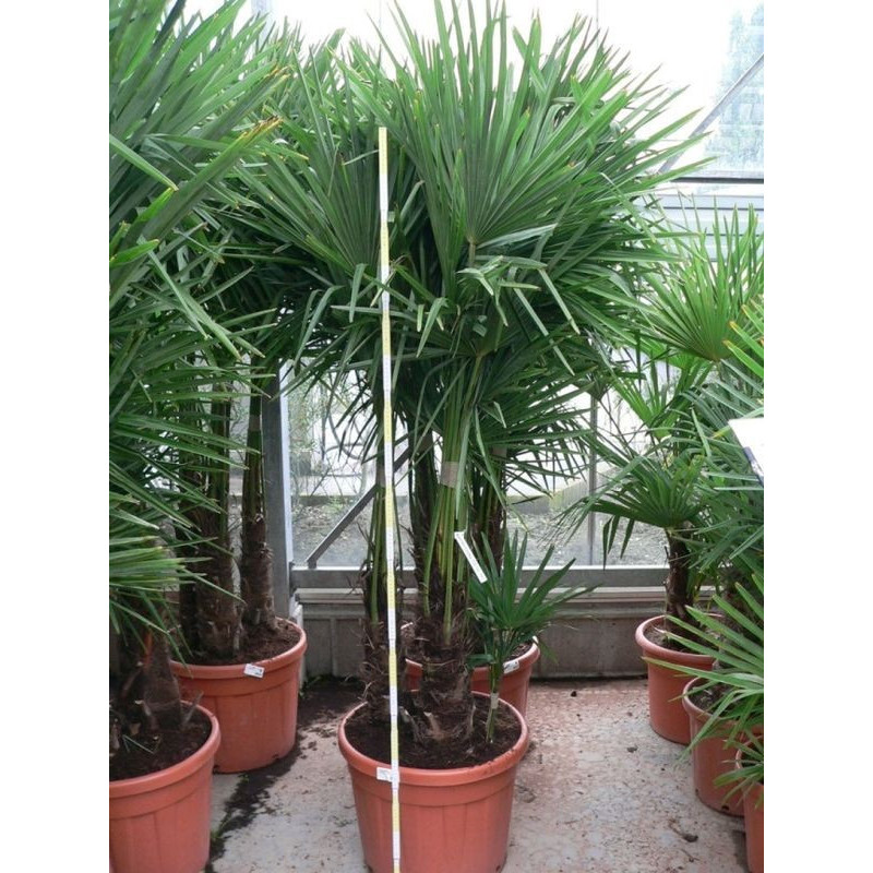 Trachycarpus fortunei - palmier 3 troncs 70l Trachycarpus fortunei - palmier 3 troncs 70l