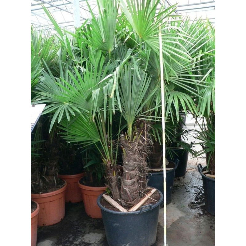 Trachycarpus fortunei - multitroncs 90l Trachycarpus fortunei - multitroncs 90l