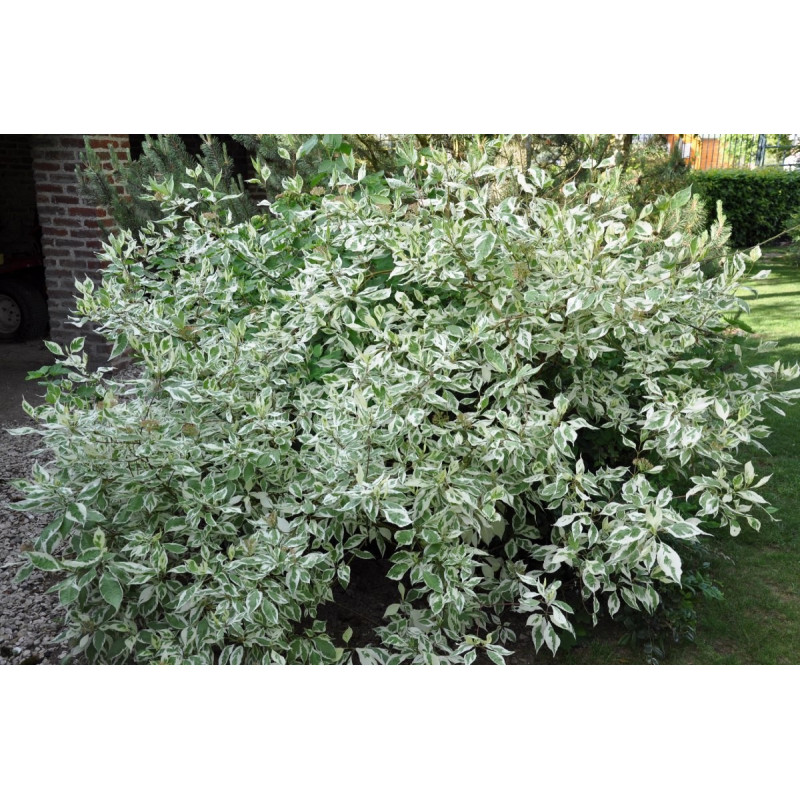 Cornus alba élégantissima Cornus alba élégantissima