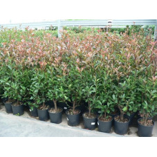 Photinia fraseri  red robin 70 cm pot de 3 litres