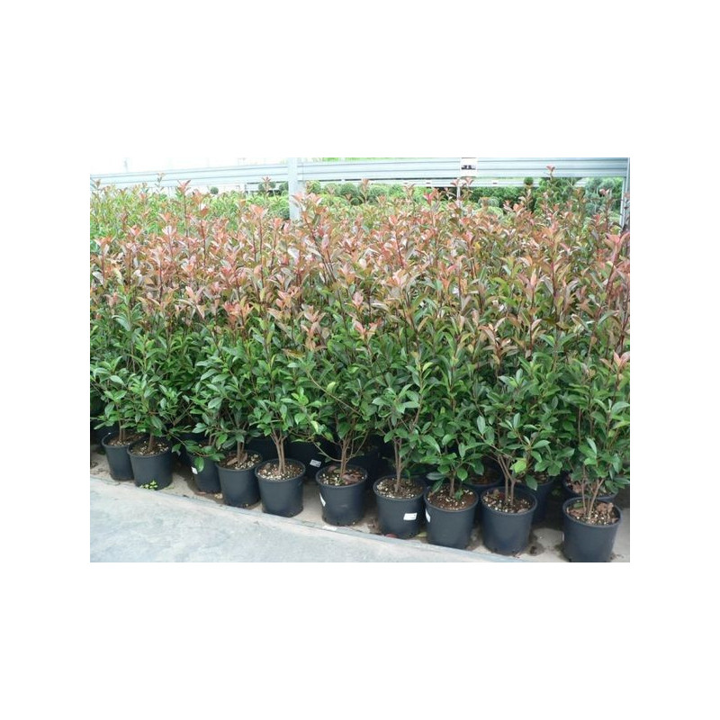 Photinia fraseri  red robin