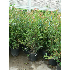 Photinia fraseri red robin 125/+