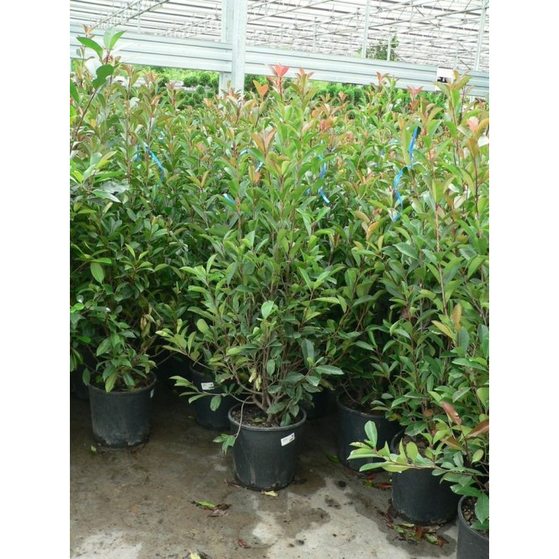 Photinia fraseri red robin 125/+