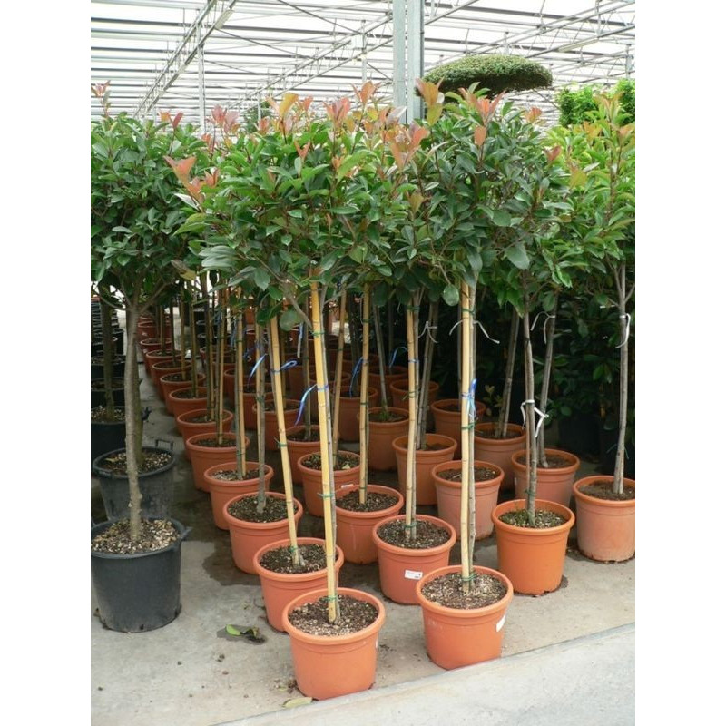 Photinia fraseri red robin  'demi tige'