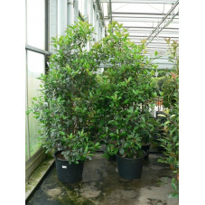 Photinia fraseri red robin