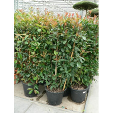 espalier hauteur 140 cm - largeur 70 cm - pot de 20 litres