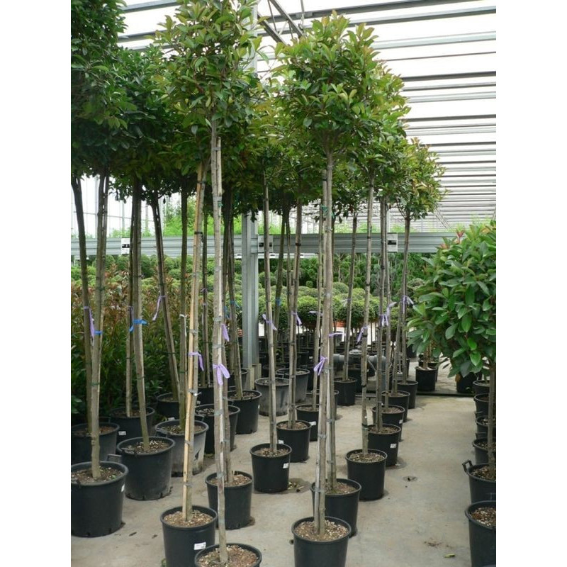 arbre tige circonférence tronc 8/+ cm - tige 190 cm + tête - (hauteur totale 300 cm) - pot de 35 litres