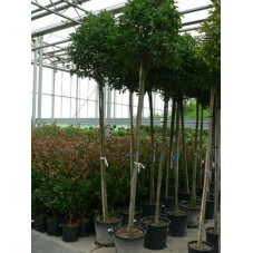 Photinia fraseri red robin tige 10/+