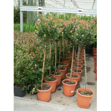 Photinia mini tige little robin